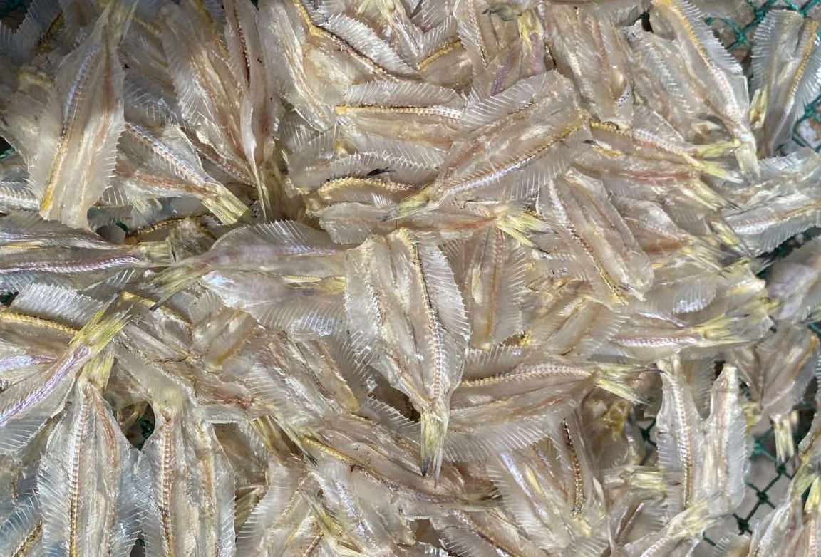 DEEP HERRING FISH 