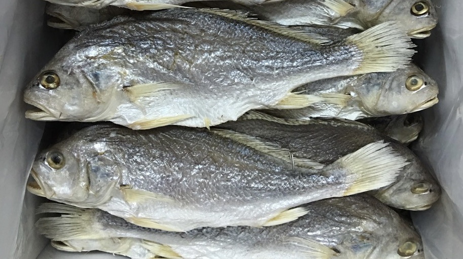 DRIED SALTED CROAKER FISH