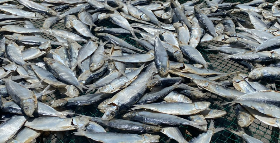 DRIED HERRING FISH 