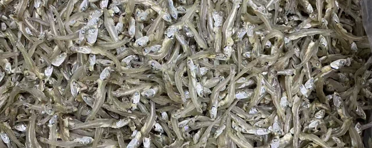 PREMIUM BOILED DRIED ANCHOVY <br> BY THANH LONG WHOLESALE SUPPLIER